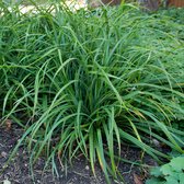 12 x Carex Irish Green - Japanse Zegge in 9x9cm pot met hoogte 5-10cm met hoogte 5-10cm