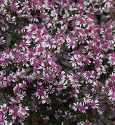 Aster lateriflorus 'Lady in Black' - Herfstaster - 10 cm - Pot 2 liter