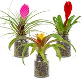 Bromelia Cyanea 3x - P5H25