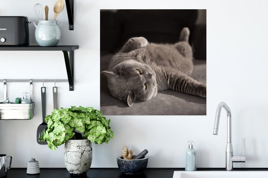 Poster Animal - Chat - Grijs - 50x50 cm