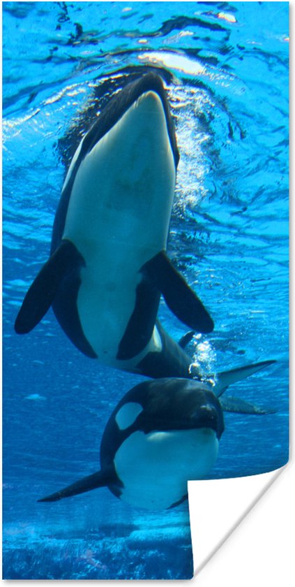Twee orkas onder water Poster - Foto print op Poster (wanddecoratie)