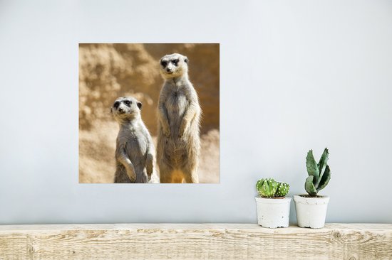 Poster Rock - Suricates - Animaux - 30x30 cm