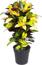 Kamerplant van Botanicly – Croton – Hoogte: 75 cm – Codiaeum variegatum Mrs Iceton