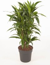 Kamerplant van Botanicly – Drakenboom – Hoogte: 110 cm – Dracaena fragr. Janet Craig