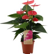 Bloem van Botanicly – Flamingoplant – Hoogte: 40 cm – Anthurium Andreanum Sweet Dream
