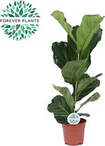 Kamerplant van Botanicly – Vioolplant  – Hoogte: 75 cm – Ficus Lyrata