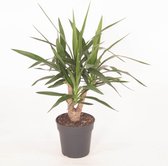 Kamerplant van Botanicly – Palmlelie – Hoogte: 60 cm – Yucca