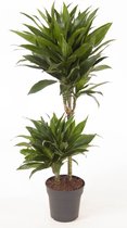 Kamerplant van Botanicly – Drakenboom – Hoogte: 90 cm – Dracaena fragrans Green Jewel