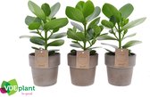 Kamerplanten van Botanicly – 3 × Clusia – Hoogte: 25 cm – Clusia Rosea