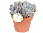 Cactus van Botanicly – Echeveria – Hoogte: 20 cm