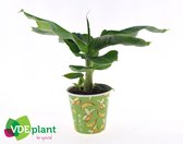 Kamerplant van Botanicly – Bananen plant – Hoogte: 35 cm – Musa Tropicana