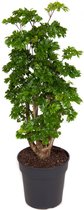 Kamerplant van Botanicly – Polyscias – Hoogte: 90 cm – Polyscias Roble