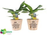 Kamerplanten van Botanicly – 2 × Bananen plant in houten pot als set – Hoogte: 35 cm – Musa Tropicana