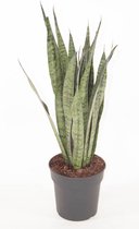 Kamerplant van Botanicly – Vrouwentongen – Hoogte: 70 cm – Sansevieria Zeylanica