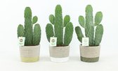 Cactussen van Botanicly – 3 × Opuntia Consolea in steen pot als set – Hoogte: 35 cm