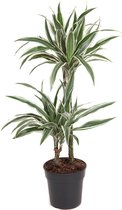 Kamerplant van Botanicly – Drakenboom – Hoogte: 80 cm – Dracaena Bicolour