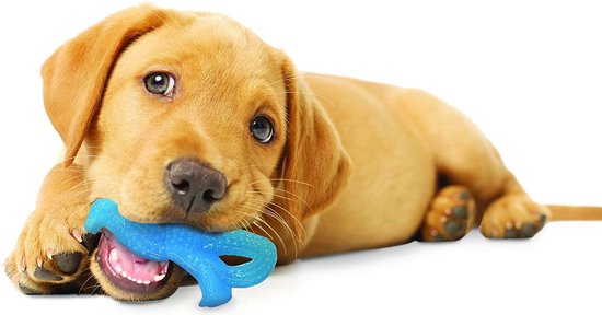 Lichtbruine puppy bijt op een blauw dinosaurus speeltje.
