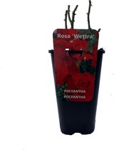 Rosa 'Wettra' - Struikroos, Potmaat 3.5L: Rijkbloeiende roos met dieproze bloemen en een heerlijk parfum.