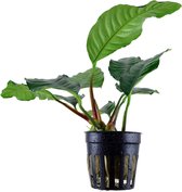 Moerings - 3x Anubias Coffeifolia in pot 5 cm