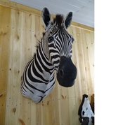 Samsshop Afrikaanse Zebra Shouldermount/ Taxidermy