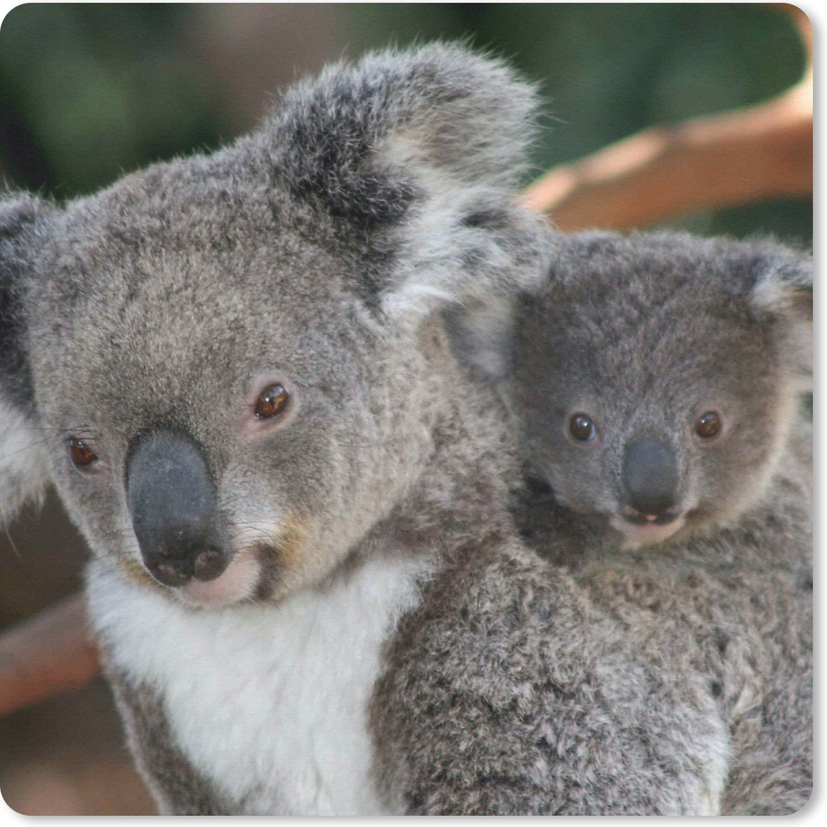 Muismat 30x30 cm - Mousepad Koala's - Vader - Kind - Kinderen - Jongens - Meisjes - Muismatten