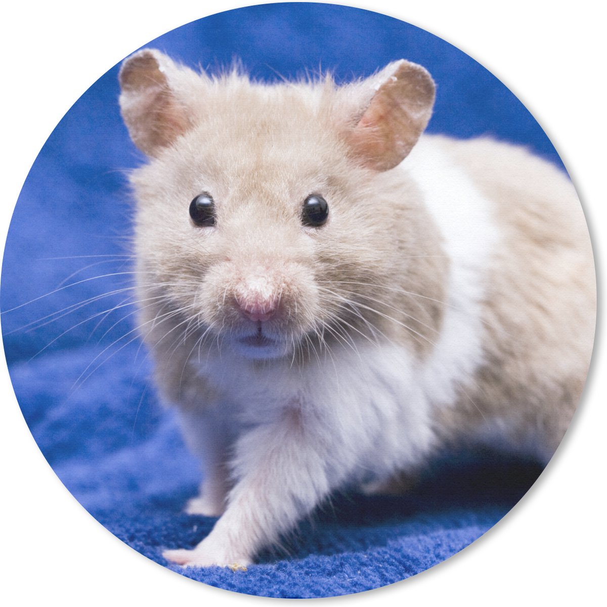 Muismat rond 50x50 cm - Mousepad Syrische hamster - Ronde muismatten