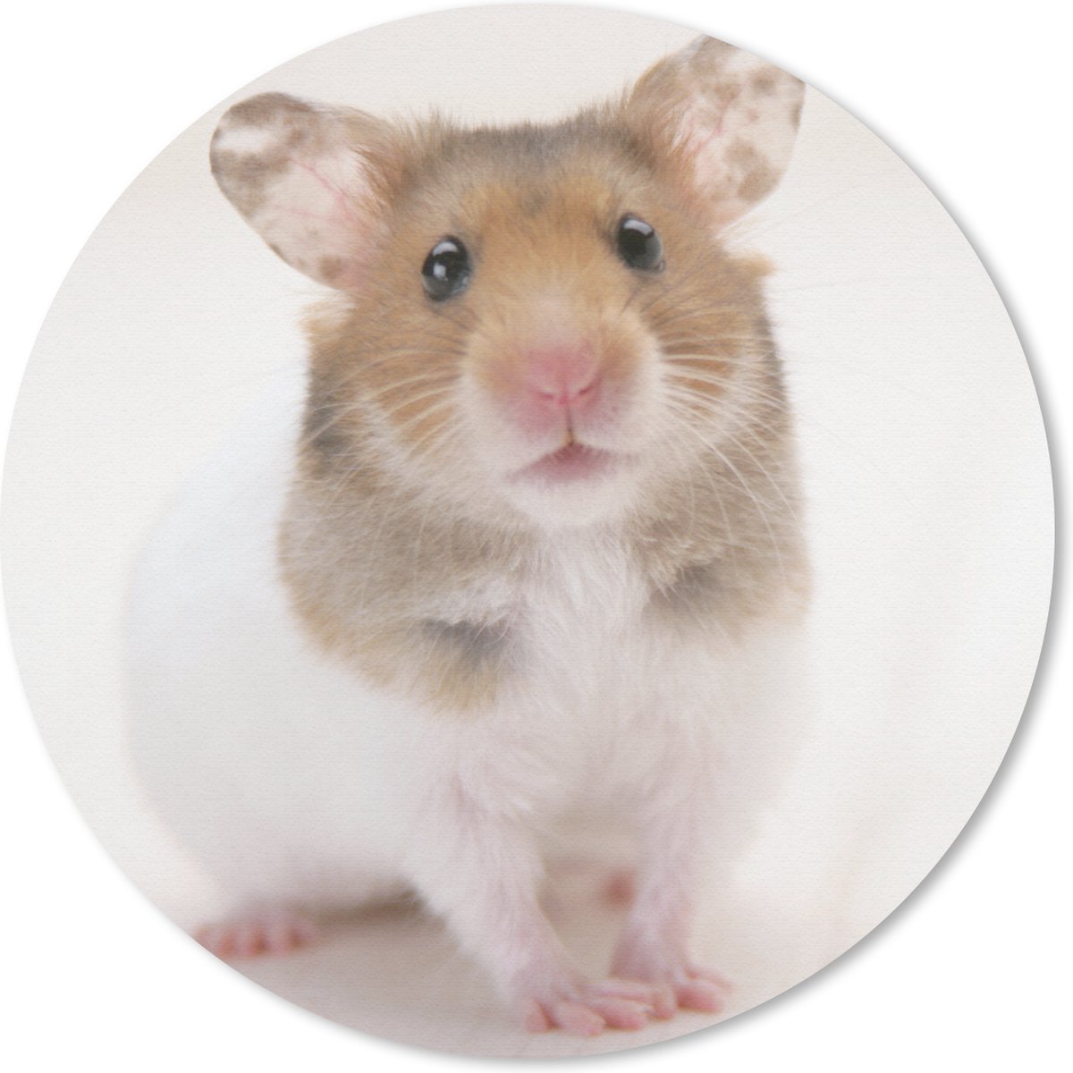 Muismat rond 50x50 cm - Mousepad Staande bruin-witte hamster - Ronde muismatten