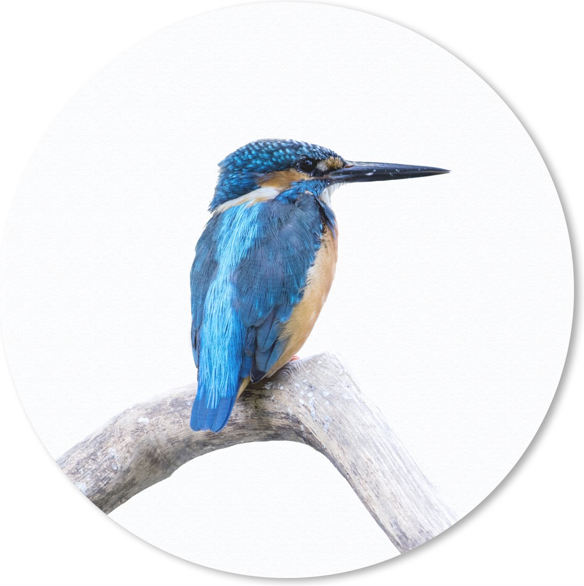 Muismat rond 40x40 cm - Mousepad IJsvogel - Tak - Snavel - Ronde muismatten