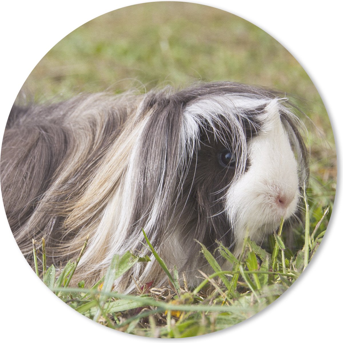 Muismat rond 30x30 cm - Mousepad Langharige cavia - Ronde muismatten