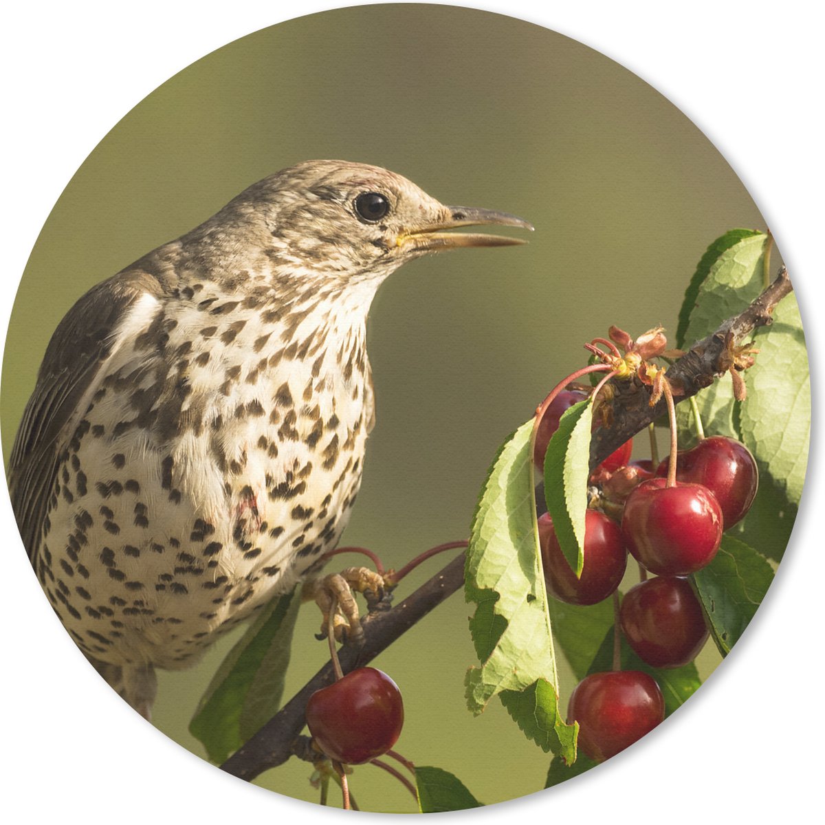 Muismat rond 40x40 cm - Mousepad Vogel op een tak - Ronde muismatten