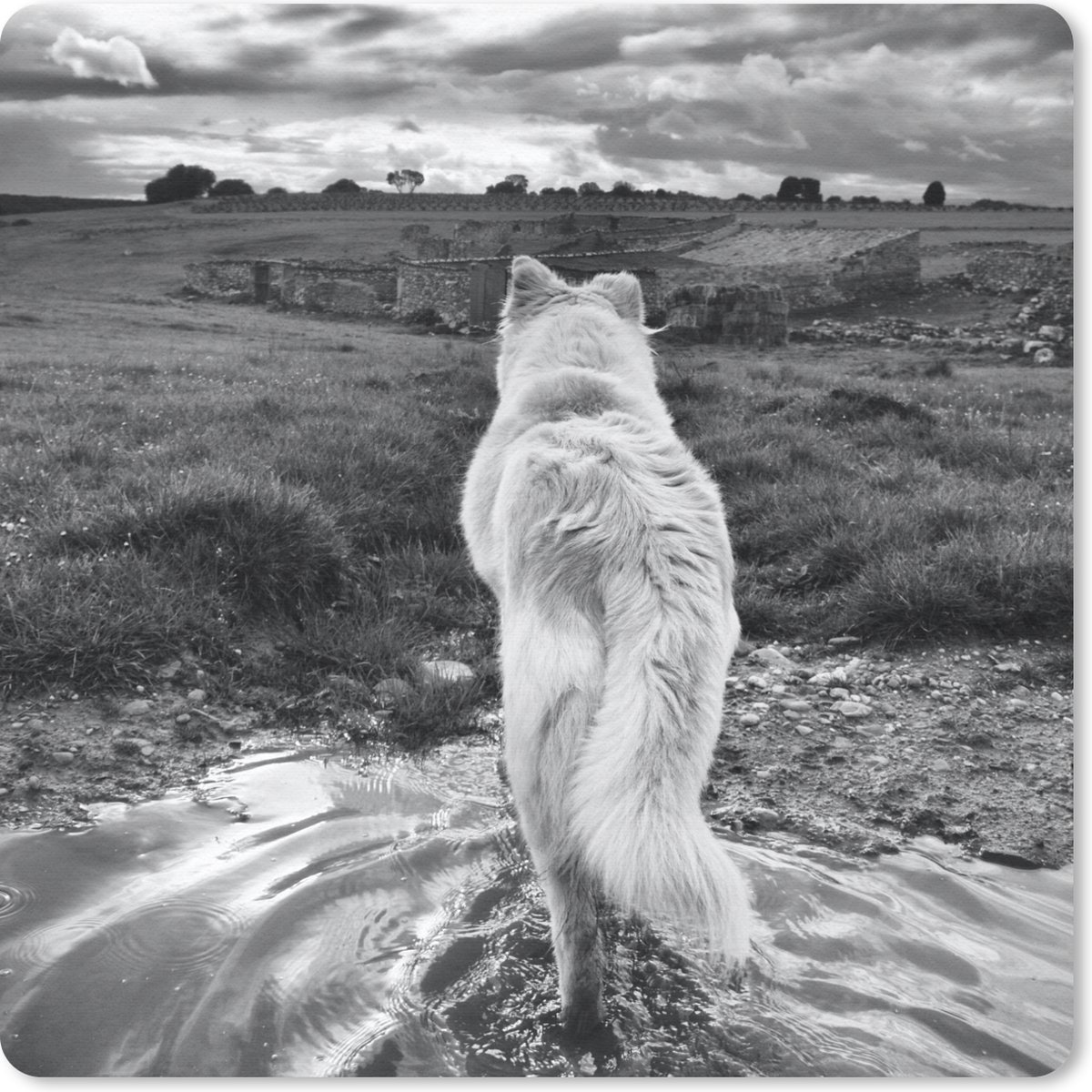 Muismat 30x30 cm - Mousepad Wolf uitkijkend over landschap in zwart-wit - Muismatten