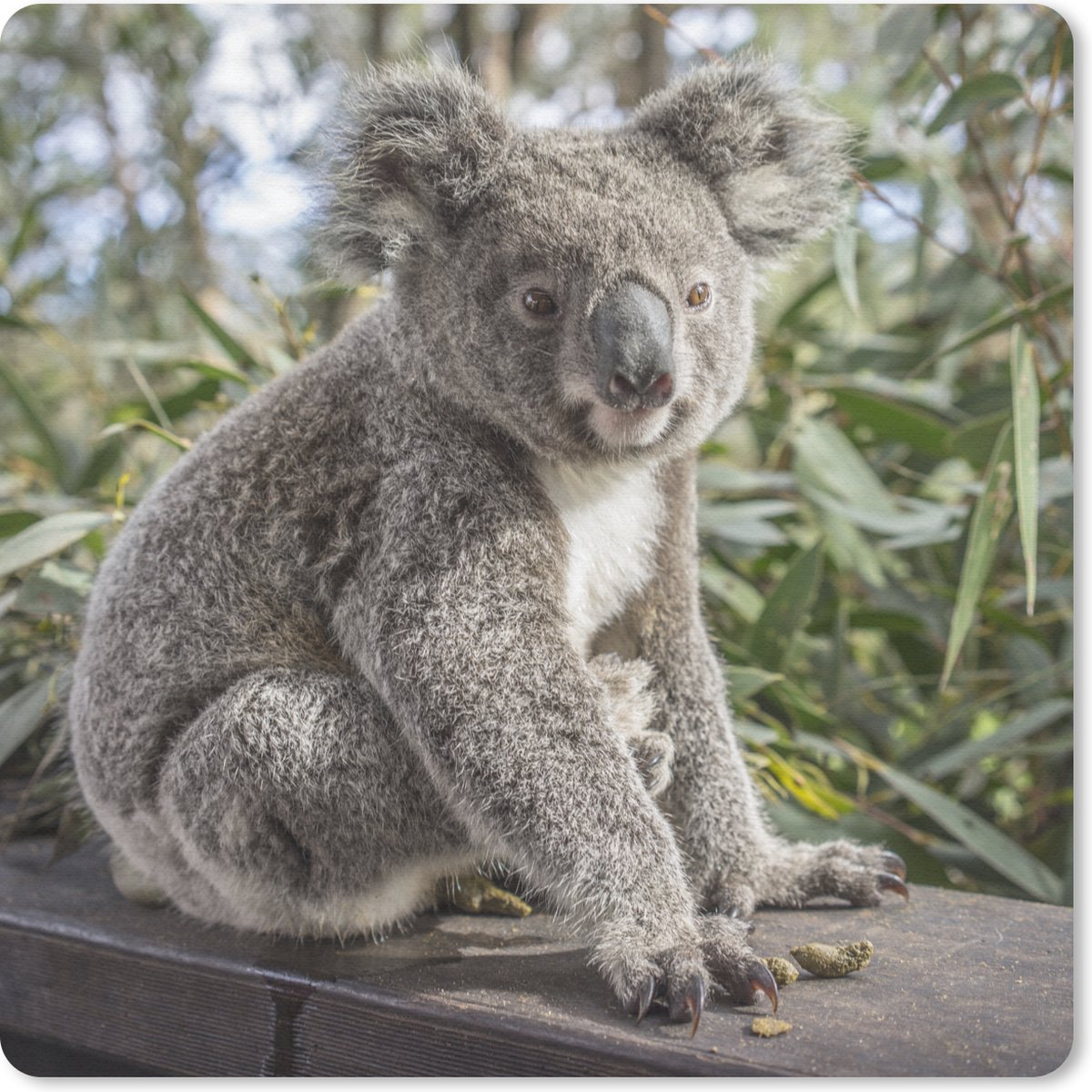 Muismat 20x20 cm - Mousepad Koala - Hout - Planten - Kids - Jongens - Meiden - Muismatten