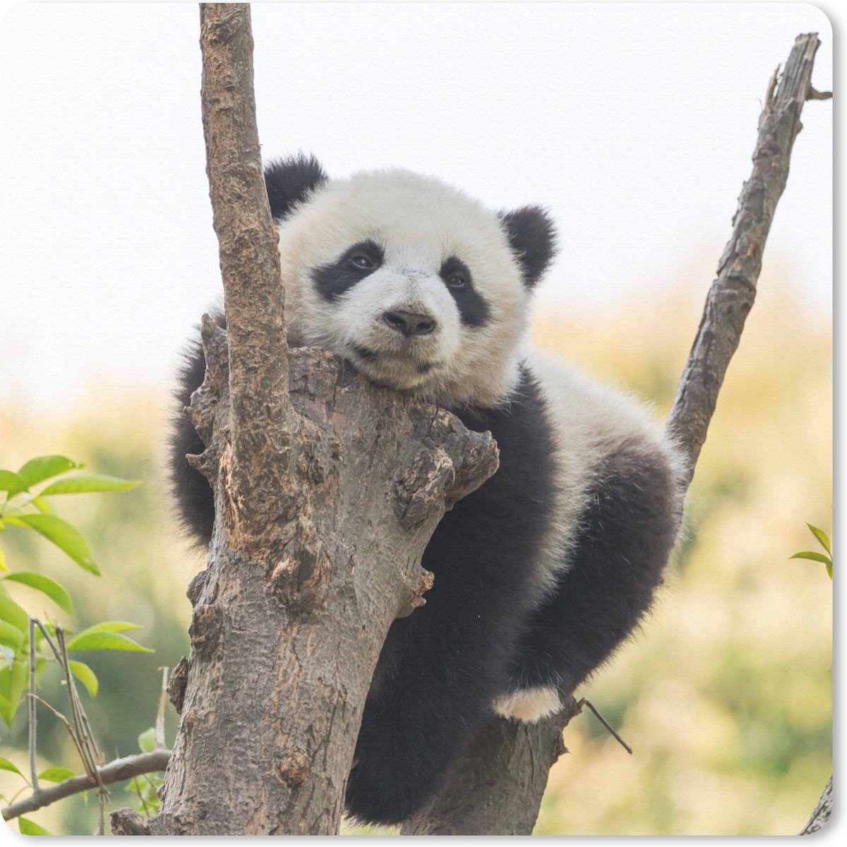 Muismat 20x20 cm - Mousepad Panda - Boom - Licht - Muismatten