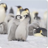 Muismat Klein - Pinguïns - Sneeuw - Dieren - 20x20 cm