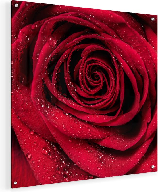 Artaza Glasschilderij - Rode Roos Met Waterdruppels - Bloem - 50x50 - Plexiglas Schilderij - Foto op Glas