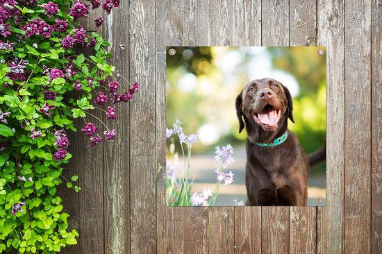 Tuinposters Een Labrador Retriever met mooie bloemen - 50x50 cm - Tuindoek - Buitenposter