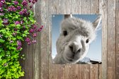 Tuinposters Alpaca - Wit - Dier - 50x50 cm - Tuindoek - Buitenposter