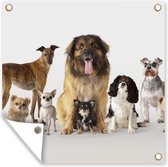 Tuinposters Groepsportret van honden - 50x50 cm - Tuindoek - Buitenposter
