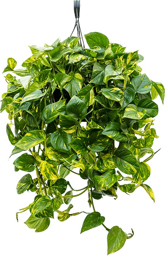 Scindapsus epipremnum aureum S hangplant