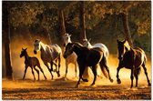 Grupo Erik Andalusian Horses  Poster - 91,5x61cm