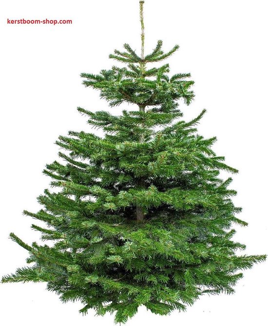 Beoordeling Voorzichtig Beoordeling Echte kerstboom - Nordmann Excellent - 150-175 cm | bol.com