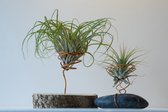 Luchtplantjes | Tillandsia op houder - Set van 2 planten