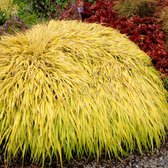 Hakonechloa macra 'Allgold' - Japans berggras - Pot 17 cm (2 liter)