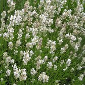 Lavandula angustifolia 'Alba' - Witroze lavendel - Pot 13 cm (1,3 liter)