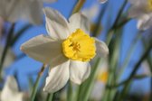 Narcissus 'Segovia' / prachtig 2-kleurig / 150 narcissen - bloembollen