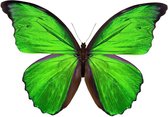 The butterfly collection I – 110cm x 110cm - Fotokunst op PlexiglasⓇ incl. certificaat & garantie.