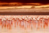 Flamingo island – 135cm x 90cm - Fotokunst op PlexiglasⓇ incl. certificaat & garantie.