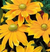 Rudbeckia Prairie Sun ca 100 zaden