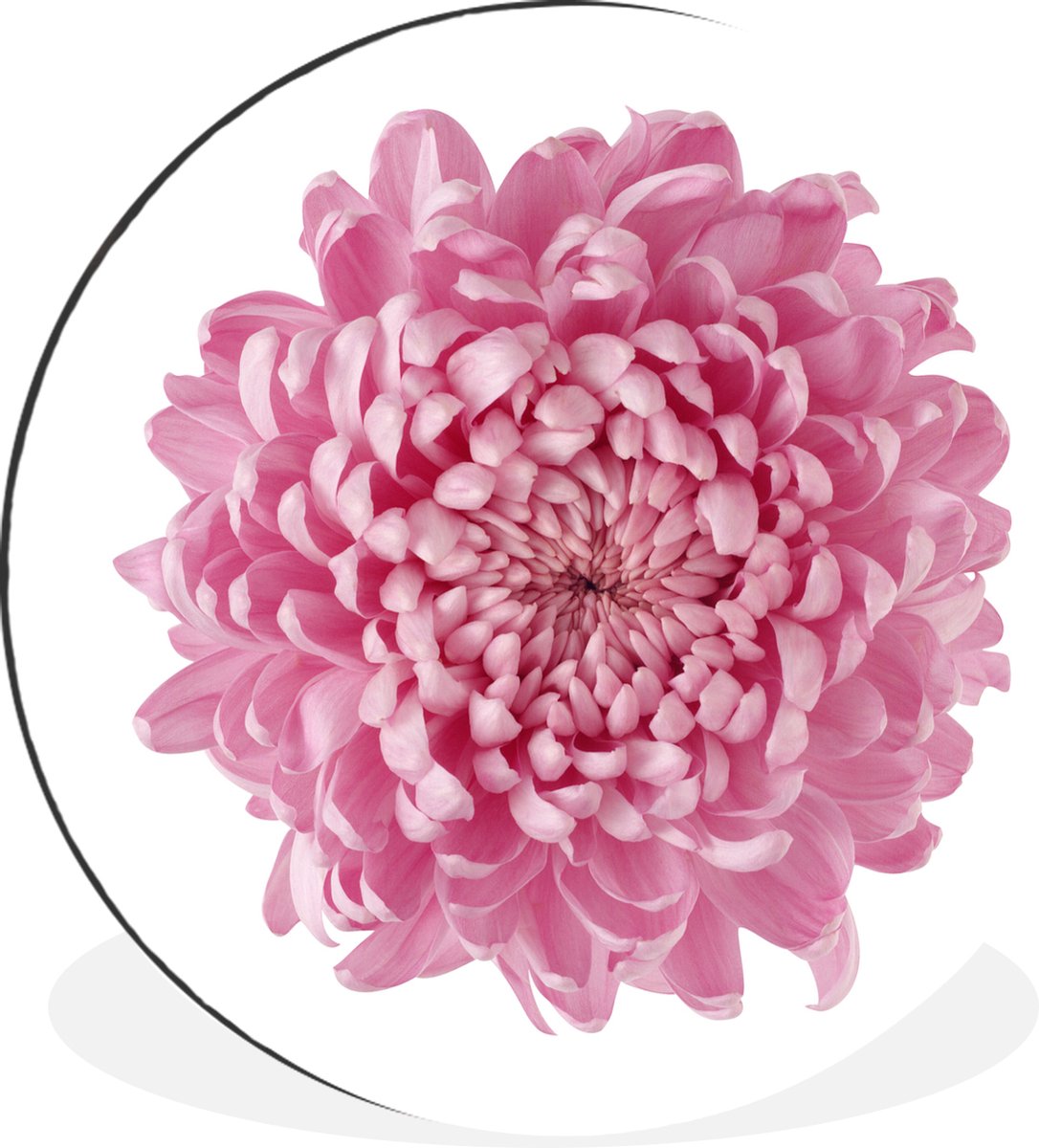 Wandcirkel - Muurcirkel - Roze chrysant - Aluminium - Dibond - ⌀ 120 cm - Binnen en Buiten XXL