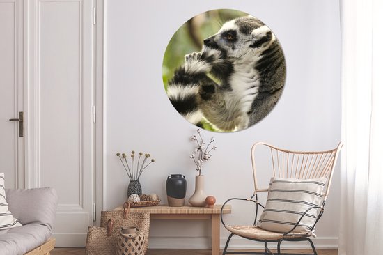WallCircle - Wall Circle - Wall Circle Indoor - Singe - Animal - Lémurien à queue annelée - 150x150 cm - Décoration murale - Peintures Ronds